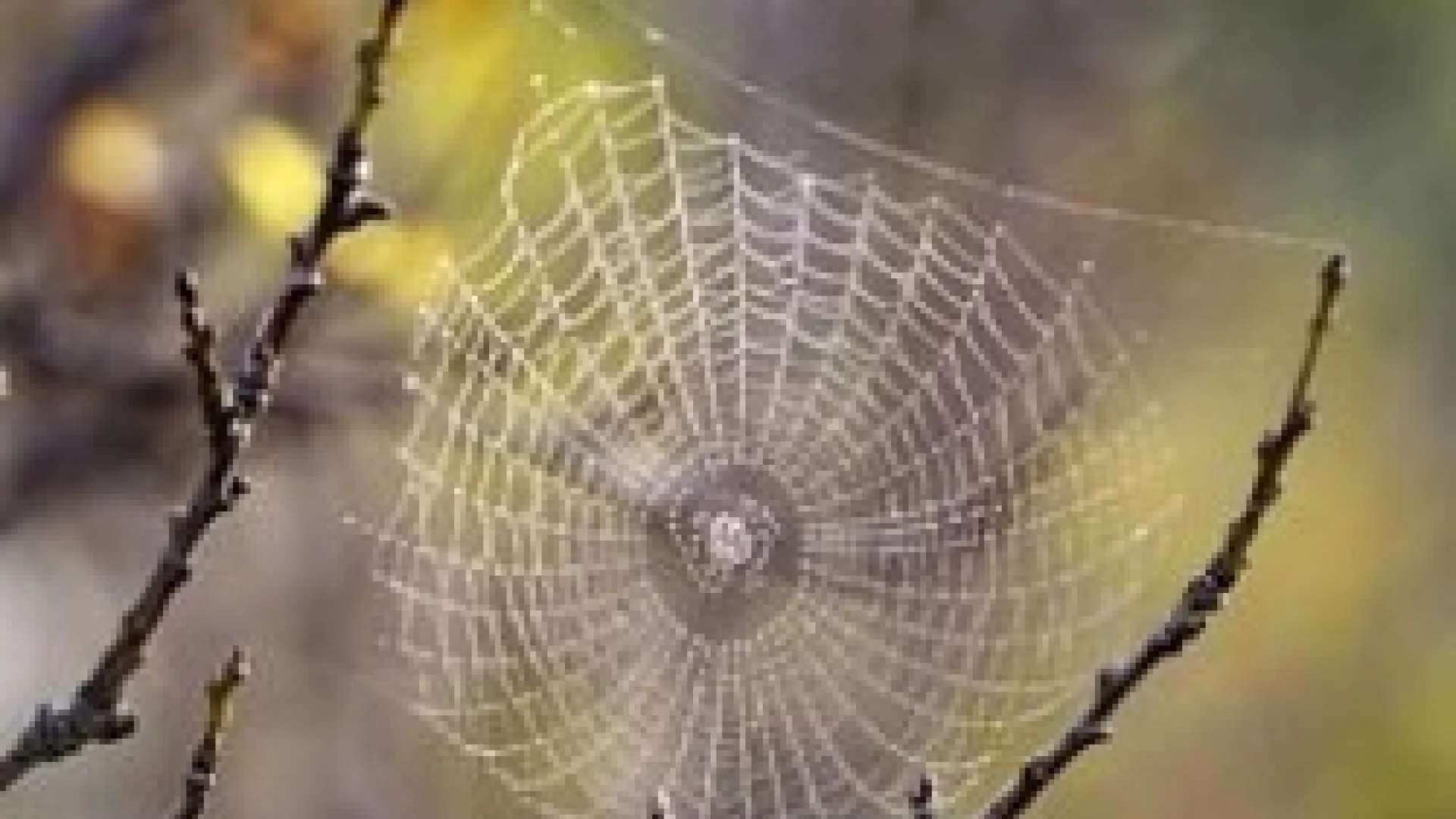 Kad mreža nadživi pauka