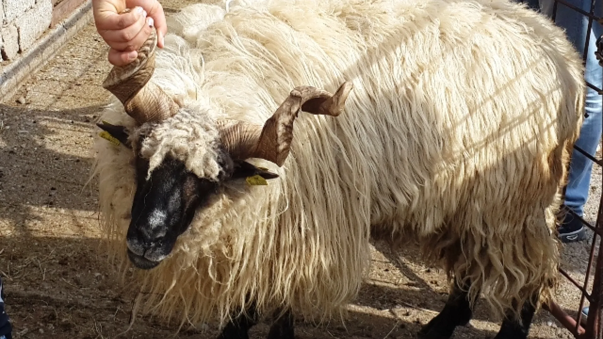 Običaji muslimana na dan Bajrama