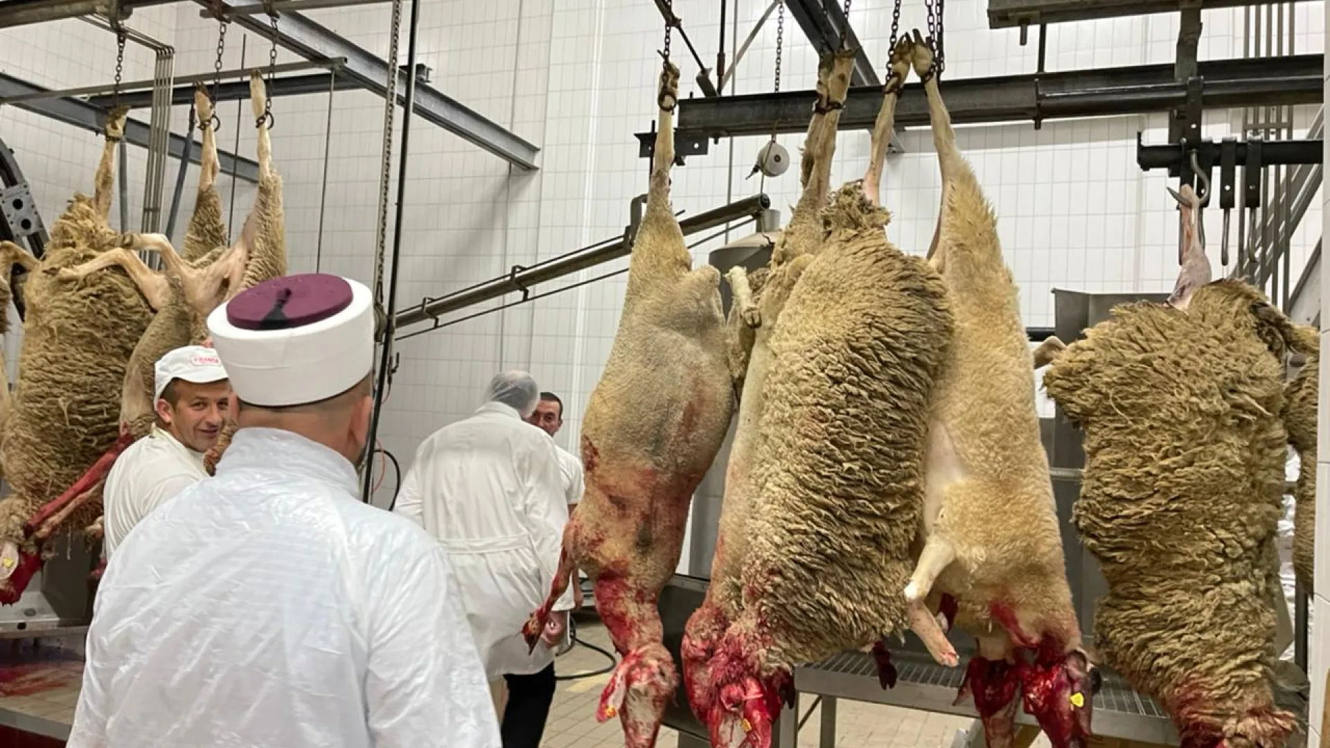 POČELA AKCIJA KLANJA KURBANA ZA ISHRANU UČENIKA MEDRESE